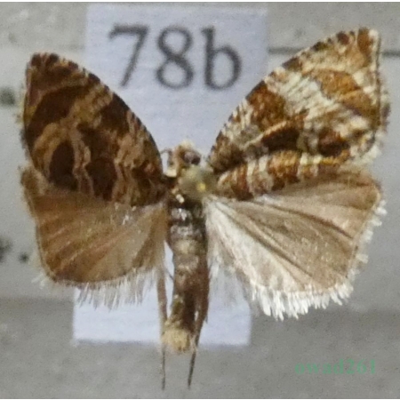 Celypha rivulana (Scopoli, 1763) Slovakia78b
